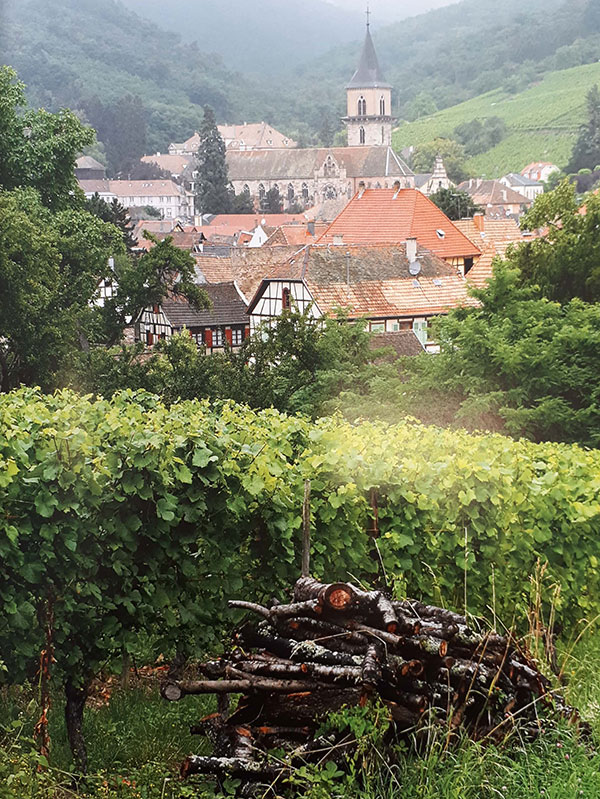 Les vignes de la Champagne