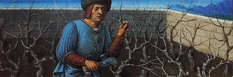 Taille des vignes au Moyen Âge